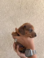 Lil man, a male Miniature Dachshund for sale in Menifee, CA – Photo 3 of 4