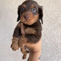 Chewy , a male Miniature Dachshund for sale in Menifee, CA – Photo 4 of 4