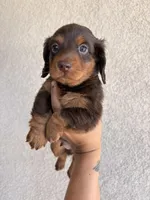 Chewy , a male Miniature Dachshund for sale in Menifee, CA – Photo 4 of 4