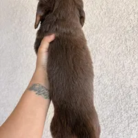 Chewy , a male Miniature Dachshund for sale in Menifee, CA – Photo 3 of 4