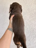 Chewy , a male Miniature Dachshund for sale in Menifee, CA – Photo 3 of 4