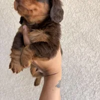 Chewy , a male Miniature Dachshund for sale in Menifee, CA – Photo 2 of 4