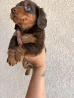 Chewy , a male Miniature Dachshund for sale in Menifee, CA – Photo 2 of 4