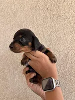 Baby, a female Miniature Dachshund for sale in Menifee, CA – Photo 2 of 4