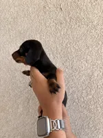 Baby, a female Miniature Dachshund for sale in Menifee, CA – Photo 3 of 4