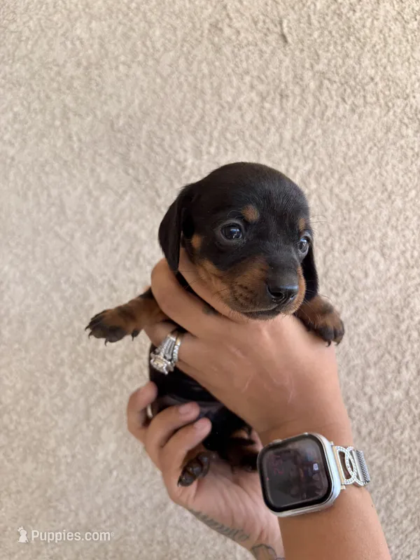 Baby – Miniature Dachshund puppy for sale in Menifee, CA