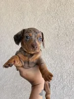 Cookie, a female Miniature Dachshund for sale in Menifee, CA – Photo 2 of 3