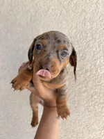 Cookie, a female Miniature Dachshund for sale in Menifee, CA – Photo 1 of 3