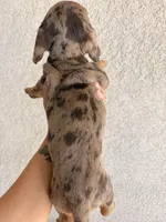 Cookie, a female Miniature Dachshund for sale in Menifee, CA – Photo 3 of 3