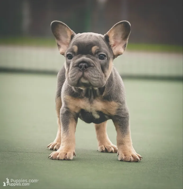 King – French Bulldog puppy for sale in Tomball, TX