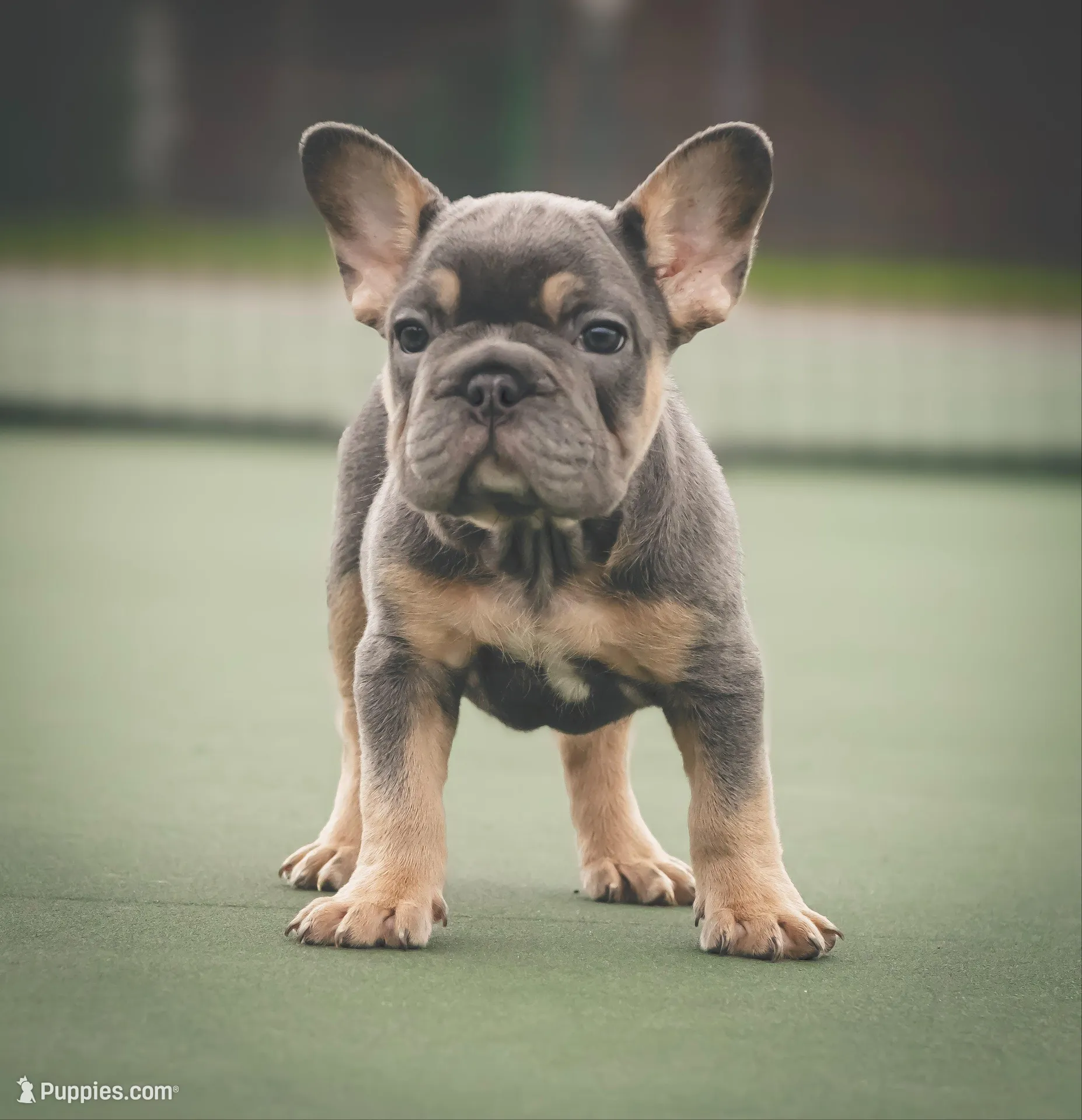 King, a male French Bulldog for sale in Tomball, TX – 1 of 3