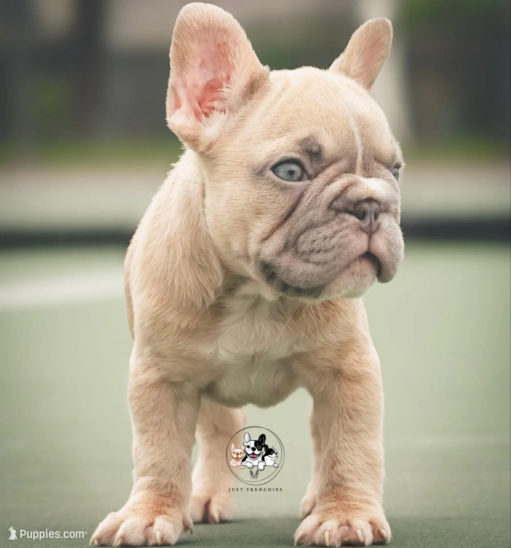 Snoh, a female French Bulldog for sale in Tomball, TX – 1 of 3