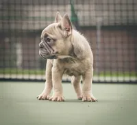 Kane, a male French Bulldog for sale in Tomball, TX – 2 of 3