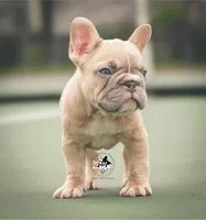 Snoh, a female French Bulldog for sale in Tomball, TX – 2 of 3
