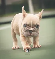 Snoh, a female French Bulldog for sale in Tomball, TX – 3 of 3