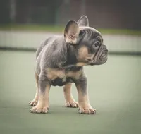 King, a male French Bulldog for sale in Tomball, TX – 3 of 3