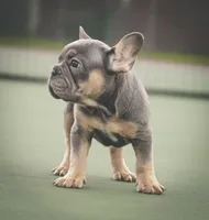 King, a male French Bulldog for sale in Tomball, TX – 2 of 3