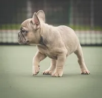 Kane, a male French Bulldog for sale in Tomball, TX – 2 of 2