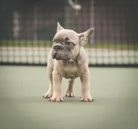 Kane, a male French Bulldog for sale in Tomball, TX – 1 of 2
