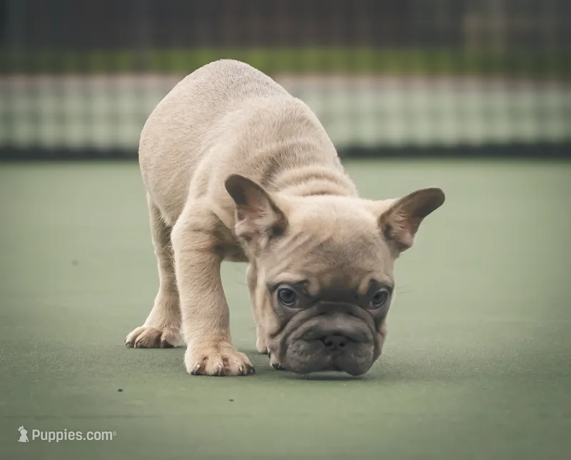 Kane – French Bulldog puppy for sale in Tomball, TX