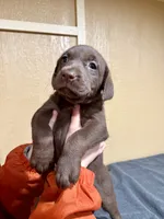 Pebbles, a female Labrador Retriever for sale in Fredericksburg, TX – Photo 2 of 5