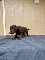Pebbles, a female Labrador Retriever for sale in Fredericksburg, TX – Photo 4 of 5