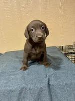 Pebbles, a female Labrador Retriever for sale in Fredericksburg, TX – Photo 5 of 5