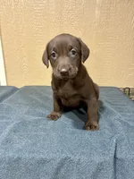 Pebbles, a female Labrador Retriever for sale in Fredericksburg, TX – Photo 1 of 5