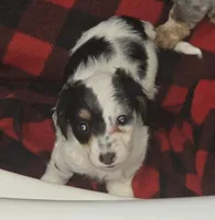 Snoopy, a female Dachshund for sale in Tucson, AZ – Photo 2 of 4