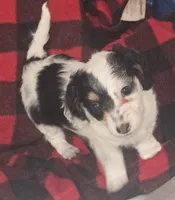 Snoopy, a female Dachshund for sale in Tucson, AZ – Photo 1 of 4