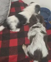 Snoopy, a female Dachshund for sale in Tucson, AZ – Photo 3 of 4