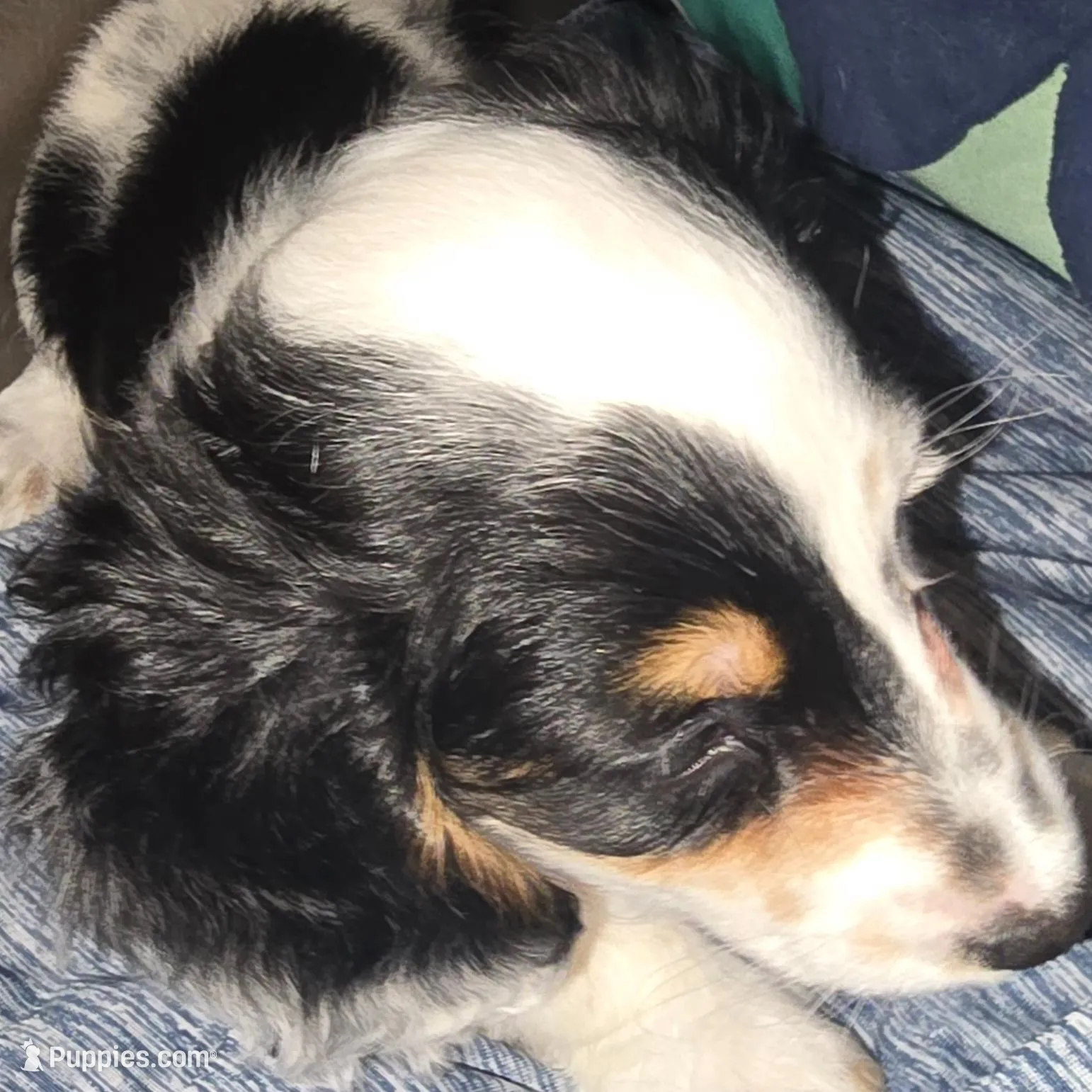 Snoopy – Dachshund puppy for sale in Tucson, AZ