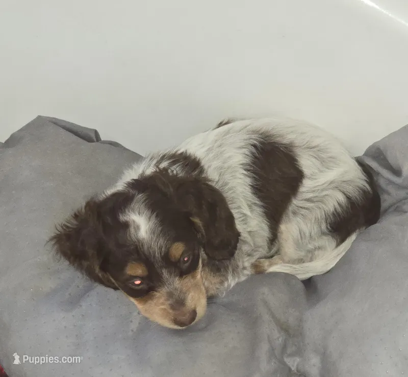 Smudge , a female Dachshund for sale in Tucson, AZ – Photo 1 of 4