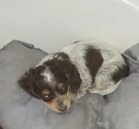 Smudge , a female Dachshund for sale in Tucson, AZ – Photo 1 of 4