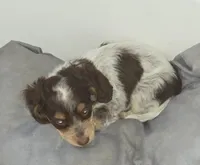 Smudge , a female Dachshund for sale in Tucson, AZ – Photo 3 of 4