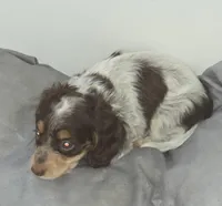 Smudge , a female Dachshund for sale in Tucson, AZ – Photo 4 of 4