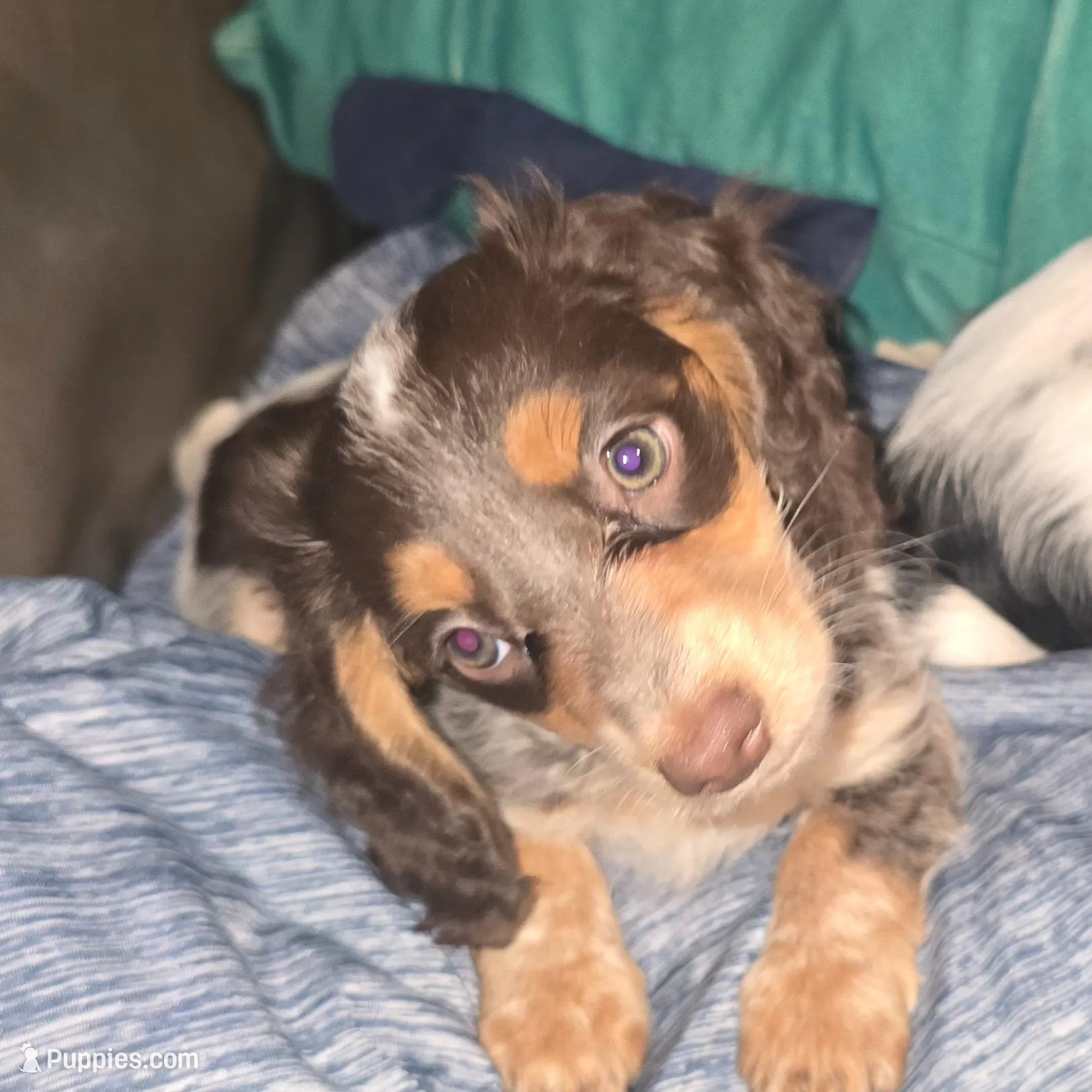 Smudge  – Dachshund puppy for sale in Tucson, AZ
