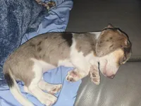 Speckles, a female Dachshund for sale in Tucson, AZ – Photo 4 of 4