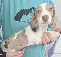 Dotty, a female Dachshund for sale in Tucson, AZ – Photo 10 of 10