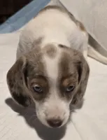 Dotty, a female Dachshund for sale in Tucson, AZ – Photo 1 of 10