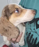 Dotty, a female Dachshund for sale in Tucson, AZ – Photo 7 of 10