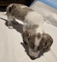 Dotty, a female Dachshund for sale in Tucson, AZ – Photo 4 of 10