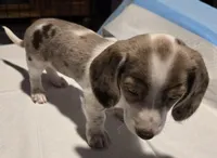 Dotty, a female Dachshund for sale in Tucson, AZ – Photo 3 of 10