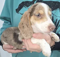 Dotty, a female Dachshund for sale in Tucson, AZ – Photo 9 of 10