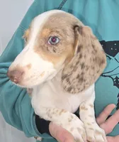 Dotty, a female Dachshund for sale in Tucson, AZ – Photo 6 of 10