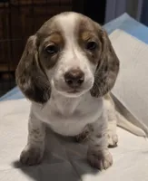 Dotty, a female Dachshund for sale in Tucson, AZ – Photo 2 of 10