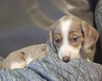 Dotty, a female Dachshund for sale in Tucson, AZ – Photo 5 of 10