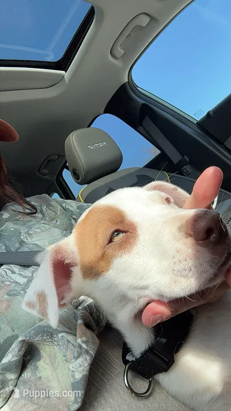 Dozer – American Pit Bull Terrier puppy for sale in Oklahoma City, OK