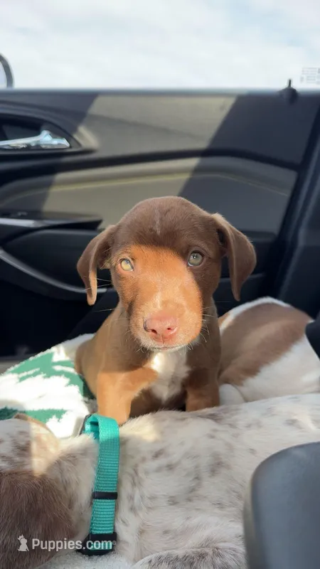 Timber – American Pit Bull Terrier puppy for sale in Oklahoma City, OK