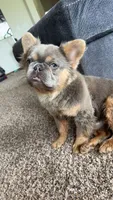 Neo, a male French Bulldog for sale in Oklahoma City, OK – 2 of 4
